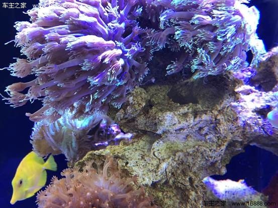2017年12月30日上午10:00,中国(深圳)国际水族文化节暨佳鸿集团首届全球美食狂欢节盛大启动。至此,为期9天(2017年12月30日一2018年1月7日)的中国(深圳)国际水族文化节和为期7天(2017年12月29日一2018年1月4日)的首届全球狂欢美食节正式拉开帷幕。 中国(深圳)国际水族文化节由佳鸿集团与中国渔业协会及深圳市水族协会联合举办,为广大市民带来史上纯水族类规模最大,展示周期最长的水族文化活动及美食狂欢活动。 来自全国各地水族行业各个领域的商家朋友及水族爱好者齐聚佳鸿世界名车博览