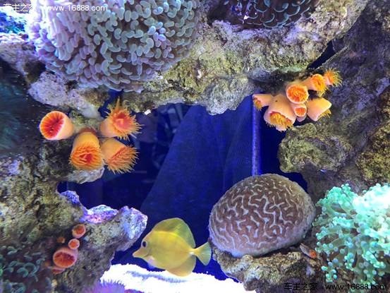 2017年12月30日上午10:00,中国(深圳)国际水族文化节暨佳鸿集团首届全球美食狂欢节盛大启动。至此,为期9天(2017年12月30日一2018年1月7日)的中国(深圳)国际水族文化节和为期7天(2017年12月29日一2018年1月4日)的首届全球狂欢美食节正式拉开帷幕。 中国(深圳)国际水族文化节由佳鸿集团与中国渔业协会及深圳市水族协会联合举办,为广大市民带来史上纯水族类规模最大,展示周期最长的水族文化活动及美食狂欢活动。 来自全国各地水族行业各个领域的商家朋友及水族爱好者齐聚佳鸿世界名车博览
