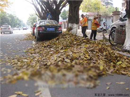 Fallen leaves are ruthless, people are affectionate!Talking about the harm of fallen leaves to vehicles