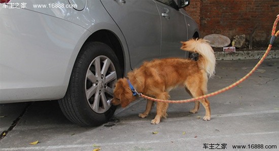 Six tips to prevent bad dogs from acting aggressively near cars