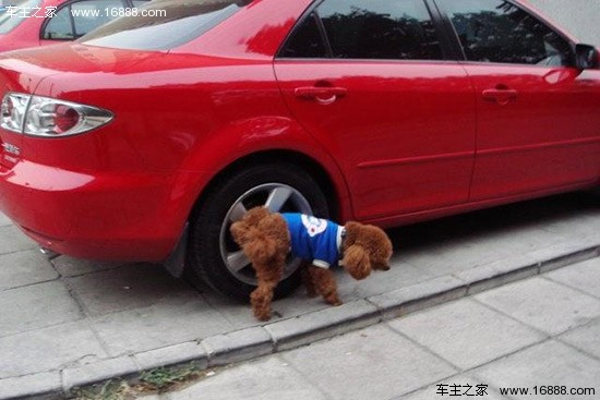 Six tips to prevent bad dogs from acting aggressively near cars