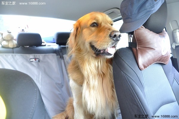 How to bring your dog on a trip that says go away when you go home for the New Year?